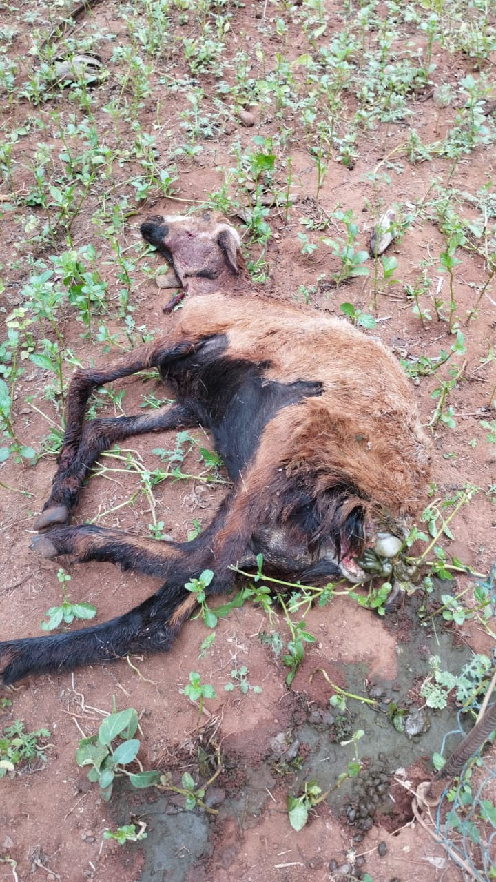 சிறுத்தை நடமாட்டம்....???? அச்சத்தில் விவசாயிகள்....!!!!!