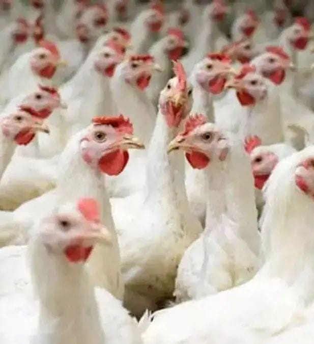 பிராய்லர் கோழி விலை கிடுகிடு உயர்வு - அசைவ பிரியர்கள் அதிர்ச்சி  !