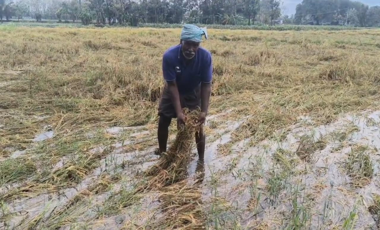 500 ஏக்கர் நெற்பயிர்கள் சேதம்..! விவசாயிகள் வேதனை...!