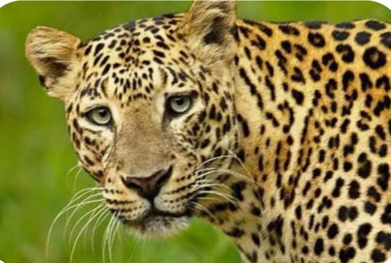 சிறுத்தை நடமாட்டம் ?  ஆடுகள் பலியான பரிதாபம் !   அச்சத்தில் பொதுமக்கள் !! 