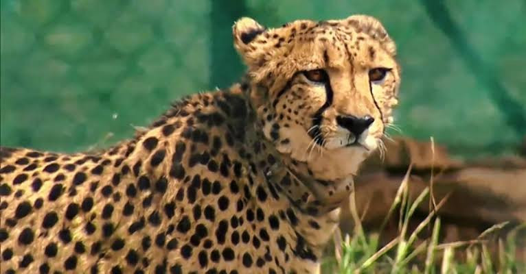 தென்னாப்பிரிக்காவிலிருந்து இந்தியா வருகை தரும் சிவிங்கிப்புலிகள்....! 