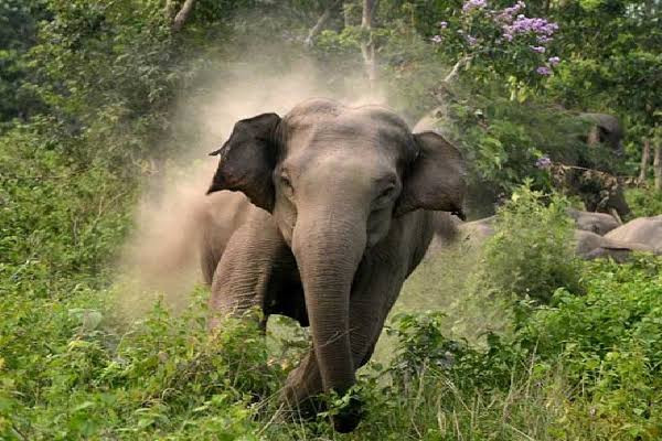 தொட்டபெட்டாவில் அட்டூழியம்..! மயக்க ஊசி போட்டு பிடிக்க வனத்துறை உத்தரவு...!