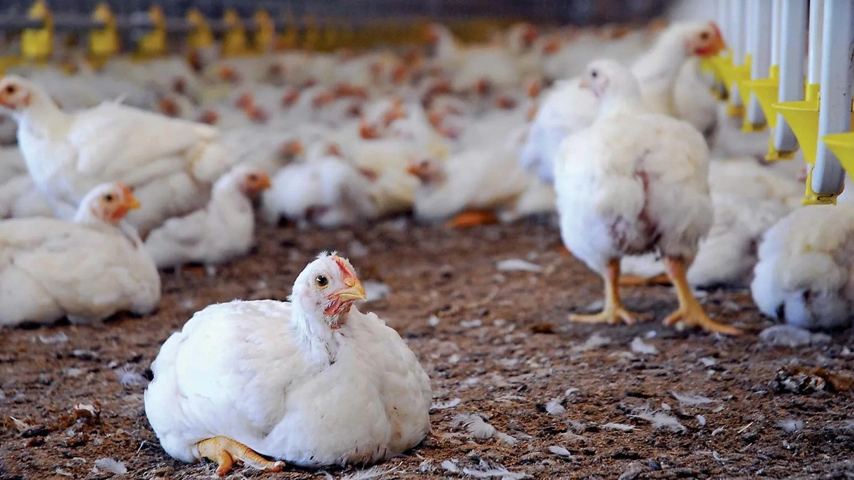 குடியரசு தினம்  - பறவைகளுக்கு   போன்லெஸ் சிக்கன்  ;