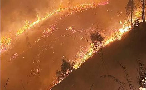 கொடைக்கானலில் 2-வது நாளாக தொடரும் அவலம்...! விலங்குகள் ஊருக்குள் தஞ்சம்...!