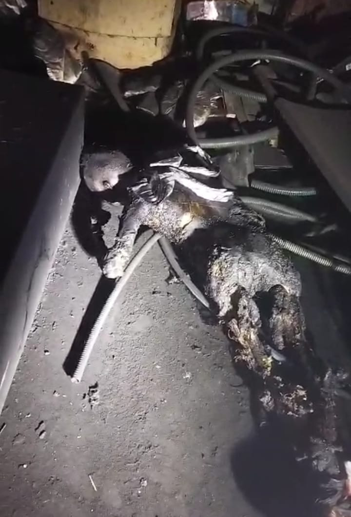 அரைகுறை சடலம்....! எரிவாயு தகன மேடையில் பரபரப்பு...! டிச. 31 வரை தற்காலிக மூடல்...! 