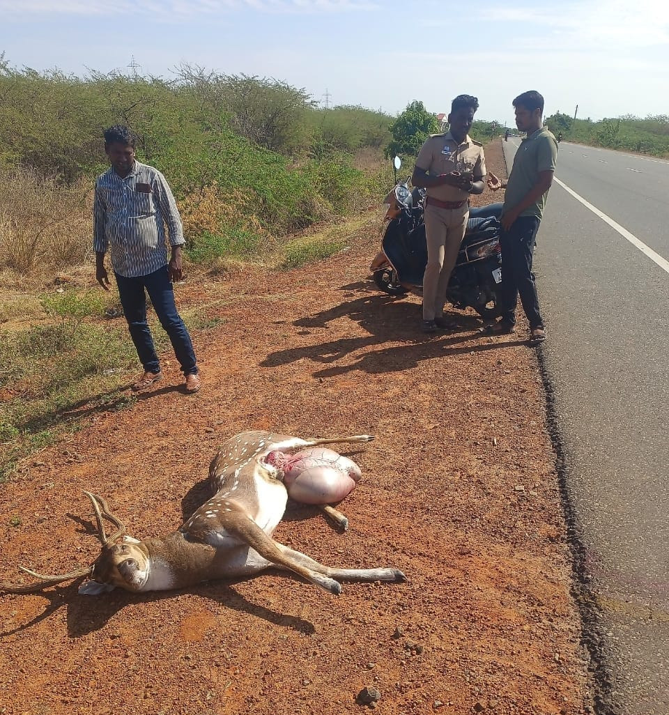 மான் பலி..! வனத்துறையினர் தாமதம்...! காவலர் பாதுகாப்பு...!