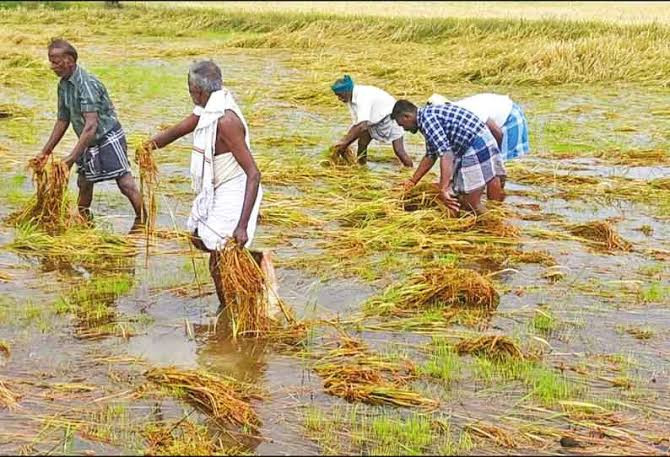 திடீர் கனமழை...! வயல்வெளி நிரம்பிய வெள்ளம்...! அச்சத்தில் மக்கள்....!