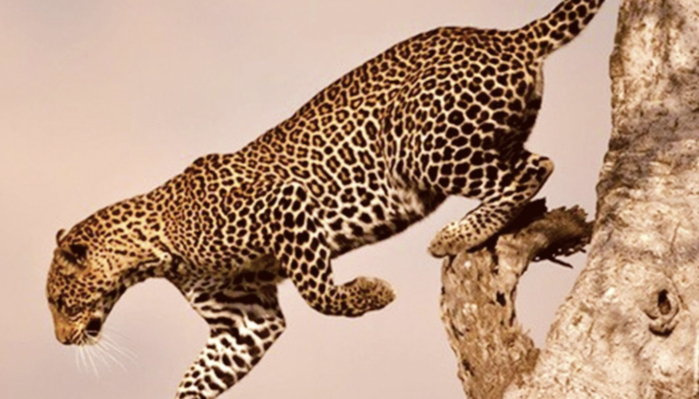 தேனியில் சிறுத்தை அச்சத்தில் கால்நடை வளர்ப்போர்.....???