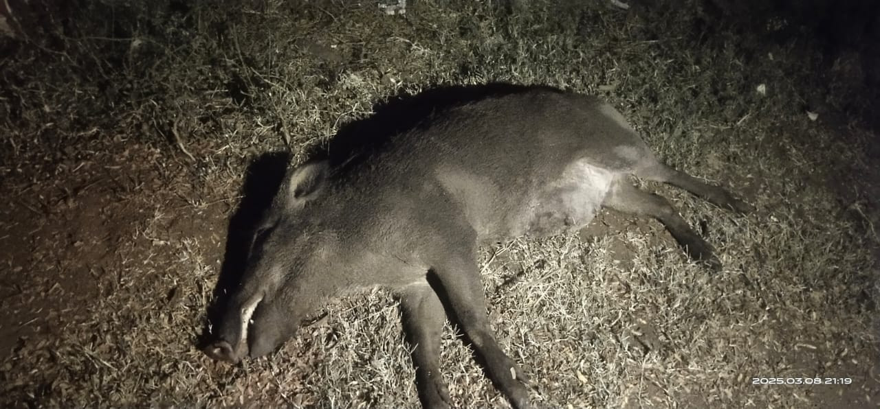 காட்டுப்பன்றிகள் பலி ? வனத்துறையினர் விசாரணை 