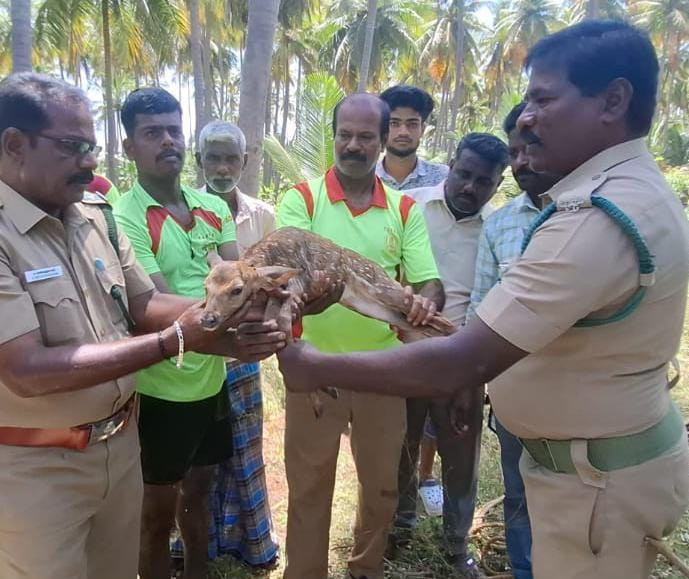 கிணற்றில் விழுந்த புள்ளிமான்...! அதிகாரிகள் செய்த செயல்...! மக்கள் வரவேற்பு...! 