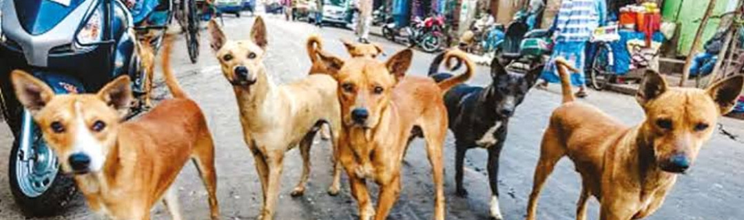 பக்தர்களுக்கு வெறிநாய் கடி இலவசம்.....????