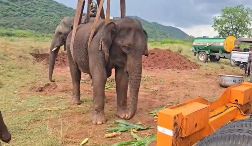 3 வது நாளாக பெண் யானைக்கு சிகிச்சை..!