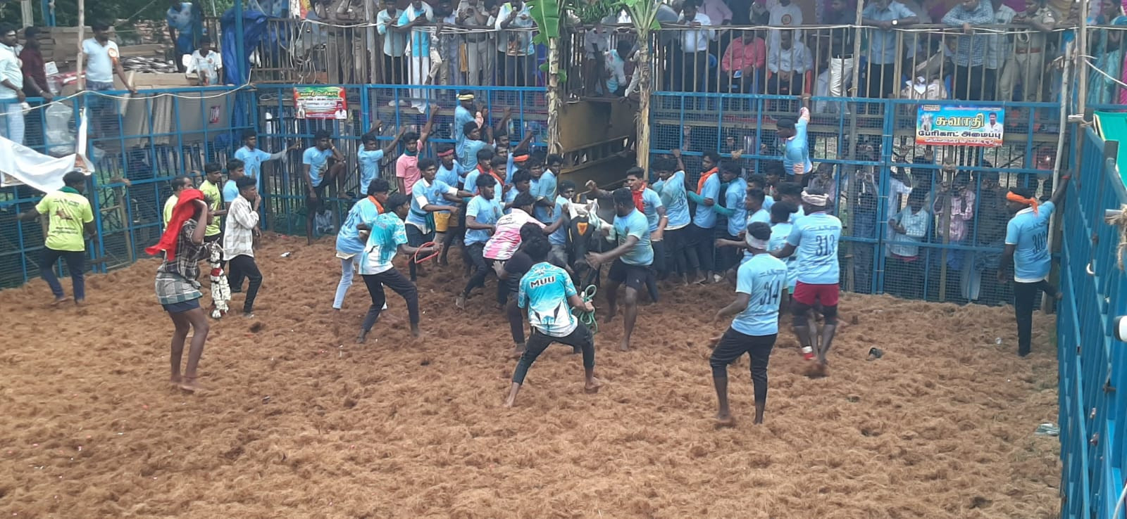 650 காளைகள்...! 350 வீரர்கள்..! பிரம்மாண்ட போட்டி...!