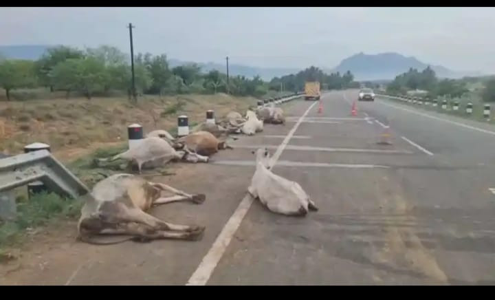 தடம் மாறி இயக்கப்பட்ட அரசு பேருந்து - 18 நாட்டு மாடுகள் பலி :