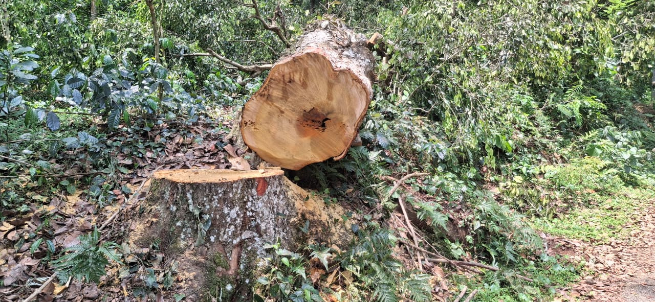 பழமையான மரம் கடத்தல்..! வனத்துறை நடவடிக்கை எடுக்குமா..? 